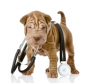 Puppy doctor