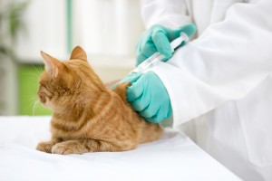 Cat vaccinations