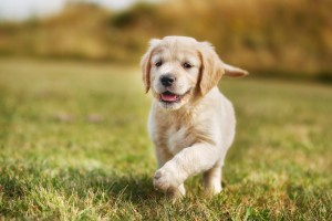 Puppy pre school