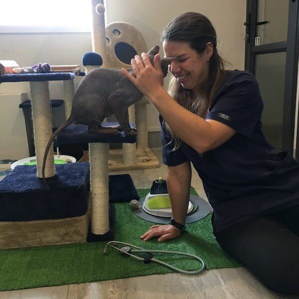 vet staff caring for cat