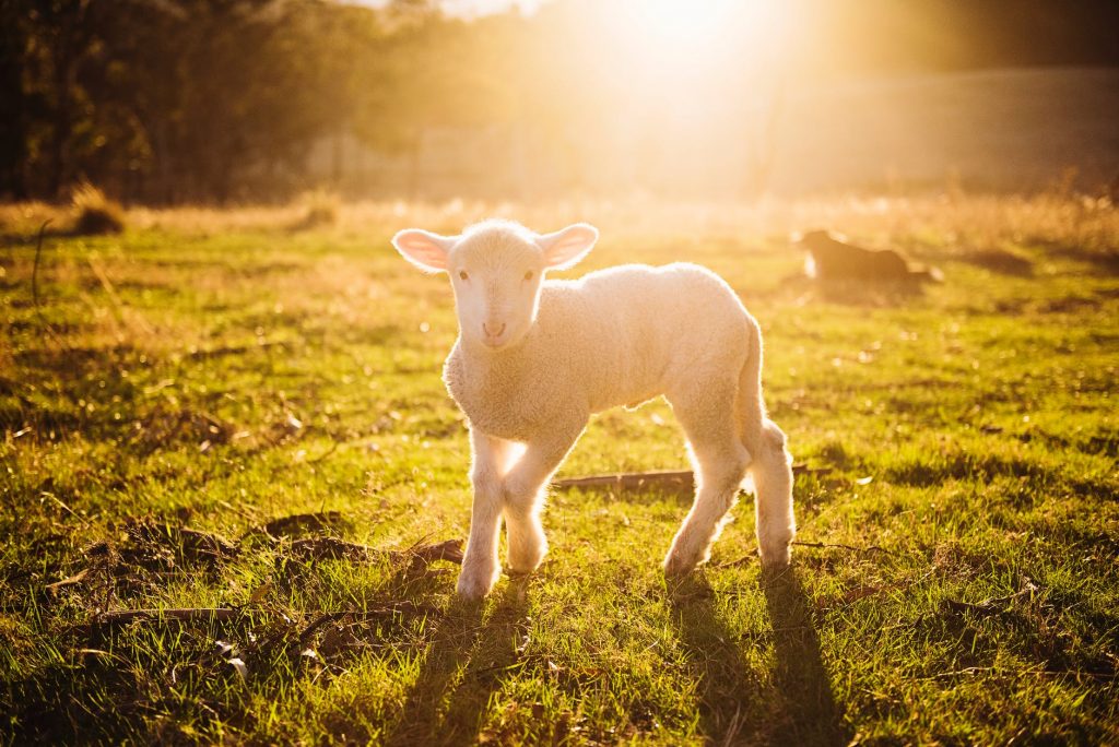 Sheep and Cattle