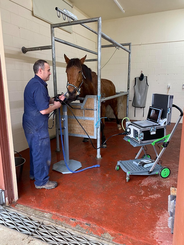 Equine Gastroscopy Vets North Exceptional Veterinary